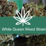 White Queen Weed Strain Information- Ant Farm Delivery