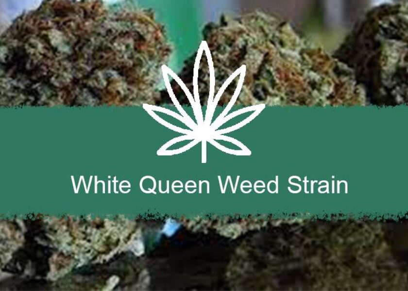 White Queen Weed Strain Information- Ant Farm Delivery