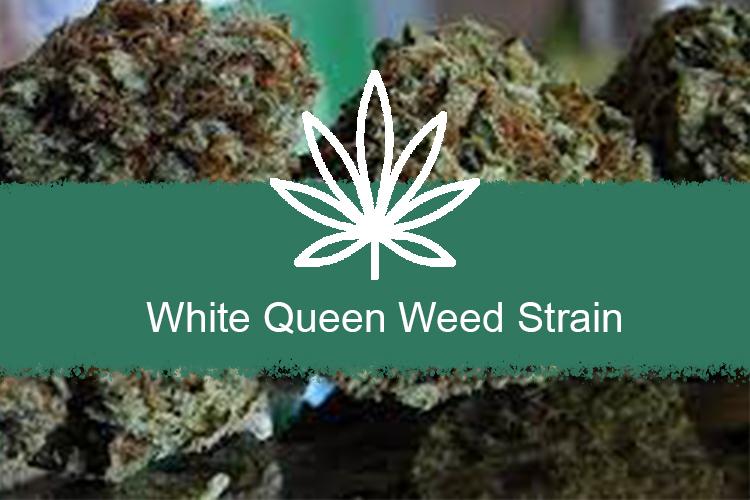 White Queen Weed Strain Information- Ant Farm Delivery 