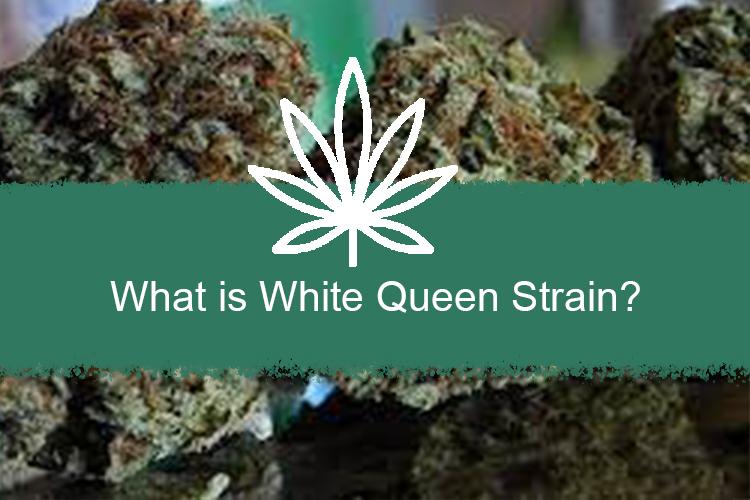 What is White Queen Strain?