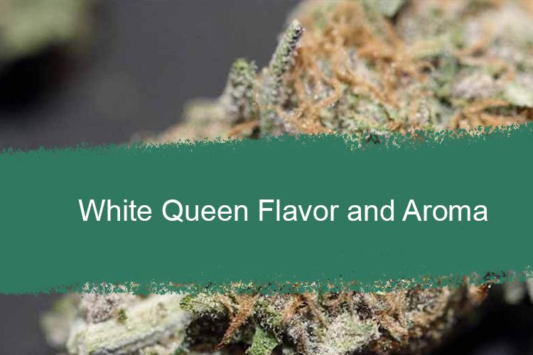 White Queen Flavor and Aroma